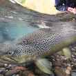 Limay River Brown Trout - Patagonia, Argentina