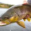 brown trout 