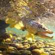 brown trout | streamer fly fishing