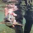 Rainbow Trout Argentina