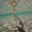 brown trout - lago yelcho - patagonia - chile