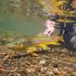 brown trout underwater