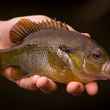 panfish closeup