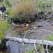 Headwater Trout stream