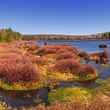 Black Moshannon Wetland