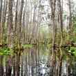 Blackwater, cypress, and lily pads in the Okefenokee National Wildlife Refuge