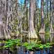 okefenokee swamp