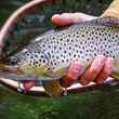 brown trout