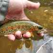 small rainbow trout