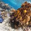 coral reef belize