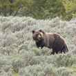 yellowstone national park grizzly bear