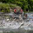 jumping silver carp