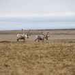 Caribou range on the National Petroleum Reserve in Alaska