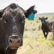 Livestock grazing on U.S. public lands