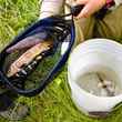 pauite cutthroat trout - silver king creek