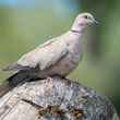 Eurasian collared dove