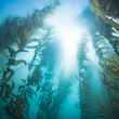 pacific ocean kelp forest california