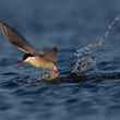 arctic tern splashing