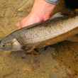 mountain whitefish