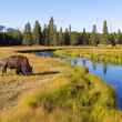 bison grazing gibbon river yellowstone national park