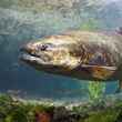 chinook salmon