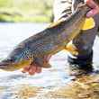 brown trout