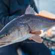 redfish fly fishing