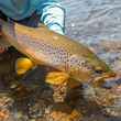 big brown trout