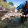 brown trout rio chimehuin