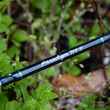 thomas & thomas paradigm fly rod