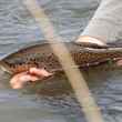 brown trout