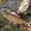 bighorn river brown trout