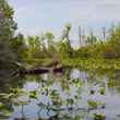 okefenokee swamp