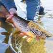 brown trout | copyright 2021 chad shmukler