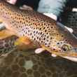 brown trout