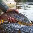 brown trout | copyright chad j. shmukler