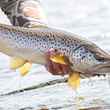 brown trout