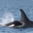 southern resident killer whale and calf