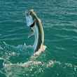 tarpon leap