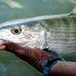 grand bahama bonefish