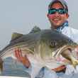 striped bass eating menhaden