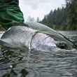 Washington Steelhead