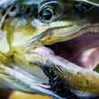 A streamer eating Beaverhead River brown trout (photo: A.J. Swentosky).