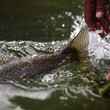 rainbow trout release