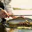 sage classic r8 fly rod