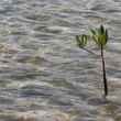 florida mangrove