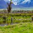 spring creek fly fishing