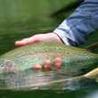 Kootenai River rainbow trout