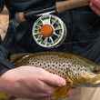 brown trout