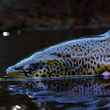 big pennsylvania brown trout